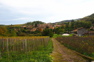 Plusieurs sentiers passent à travers les vignes jusqu'aux villages des Pierres Dorées